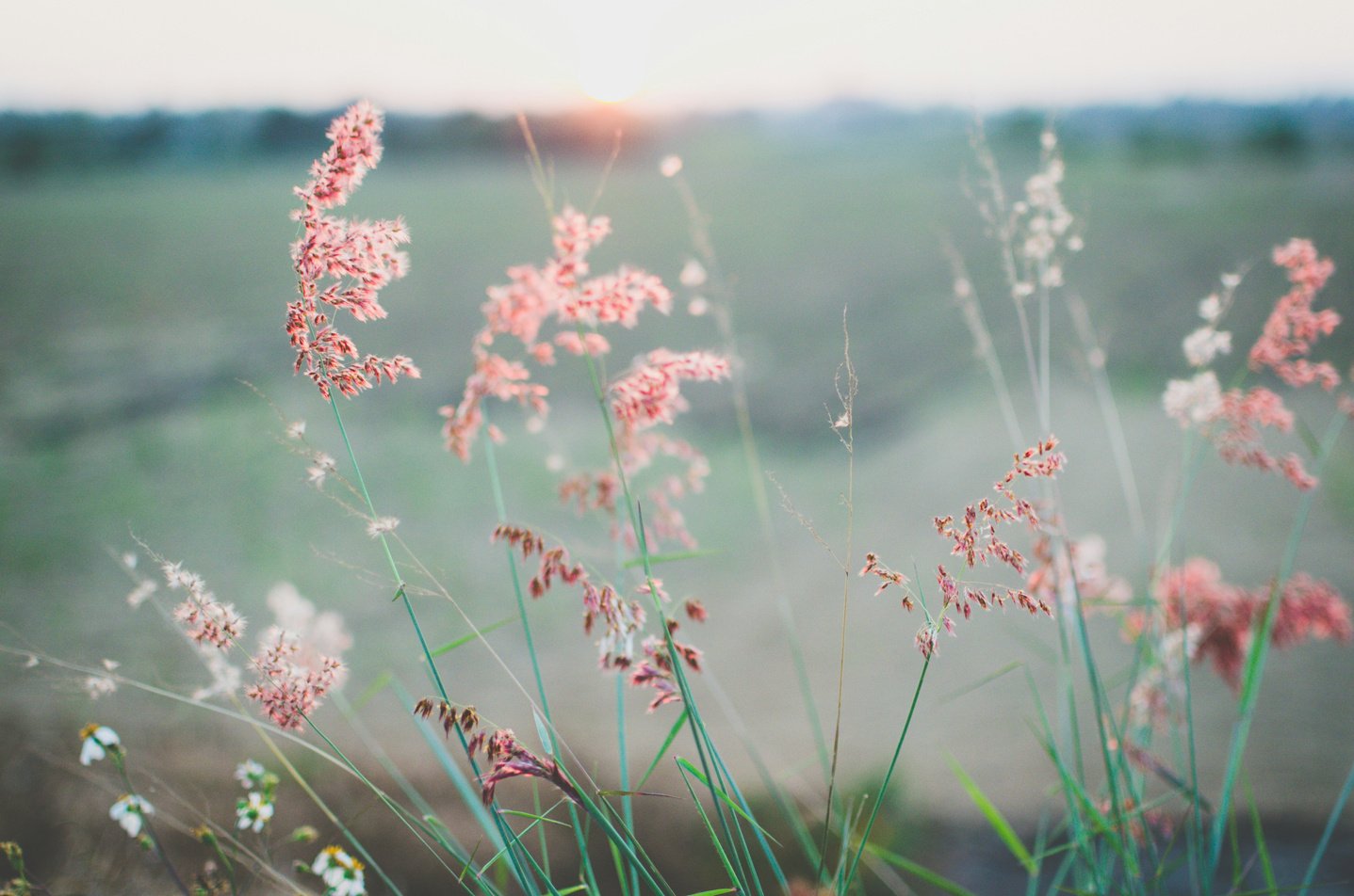 Pink wheat peacefully swaying