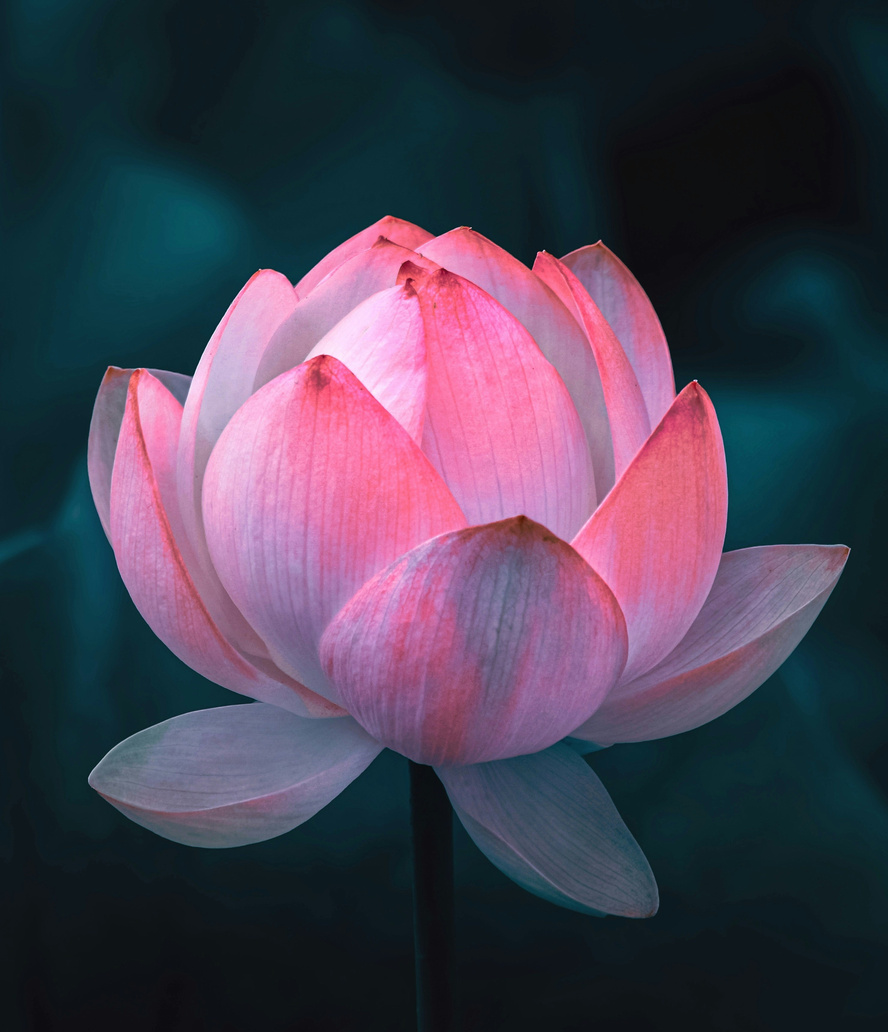 Pink lotus of transformation mid-bloom